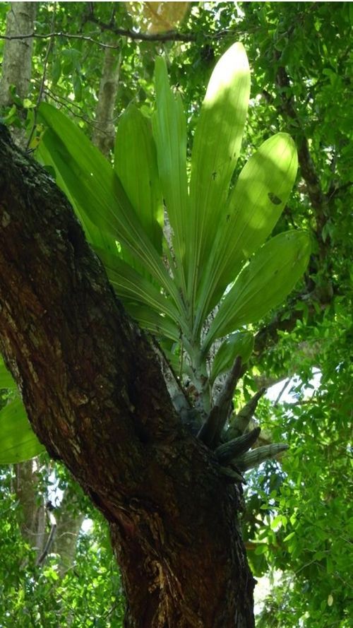 Catasetum integerrimum