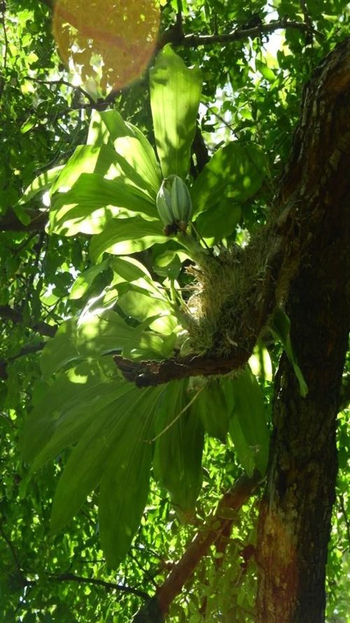 Catasetum integerrimum