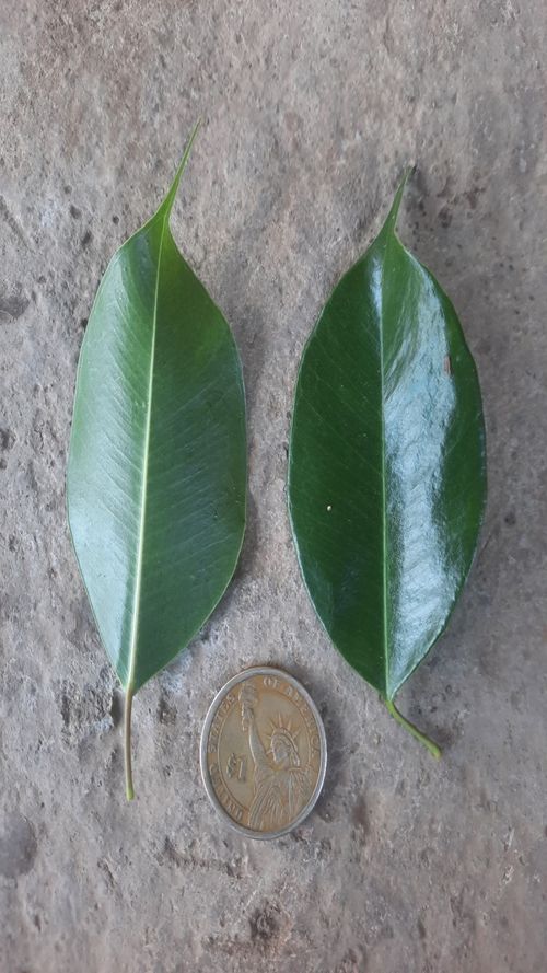 Ficus microcarpa