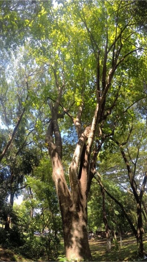 Erythrina berteroana