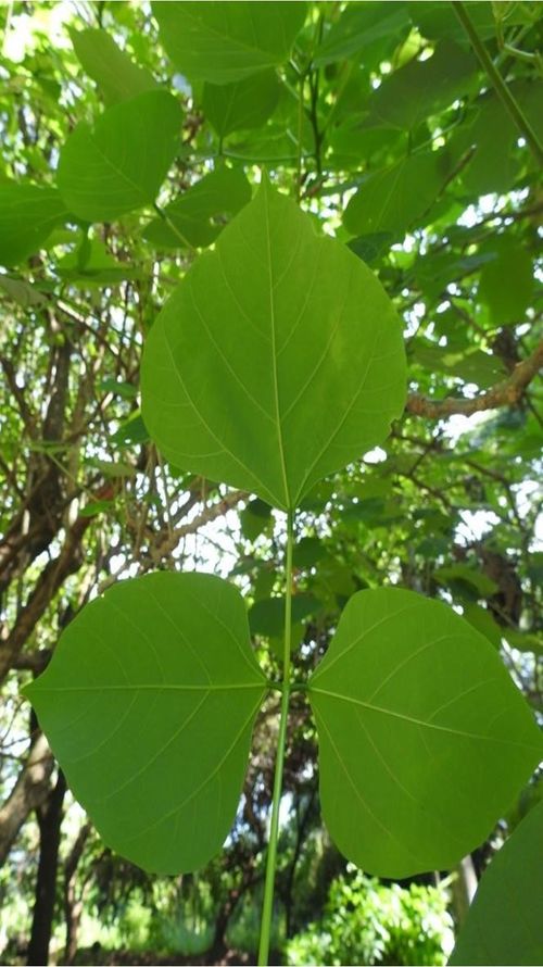 Erythrina berteroana