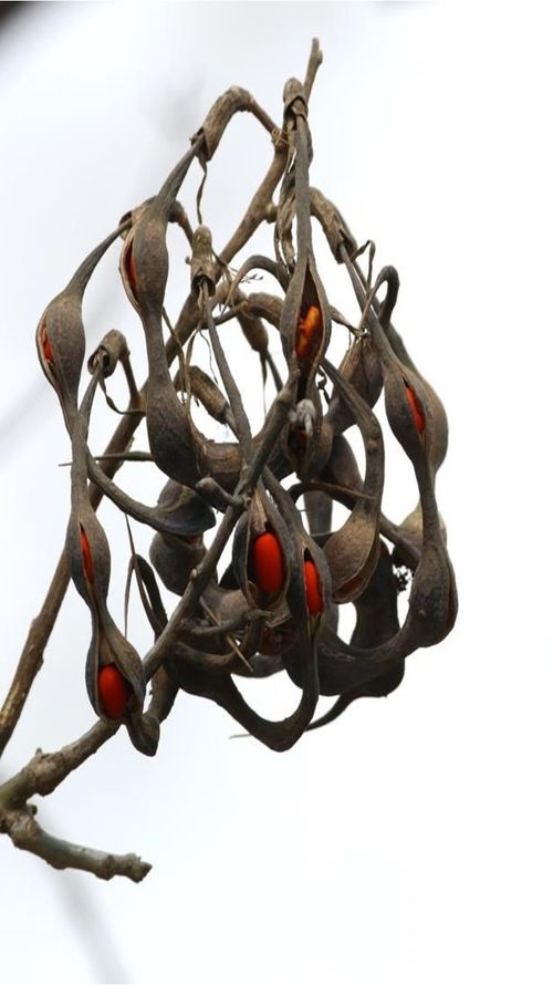 Erythrina berteroana