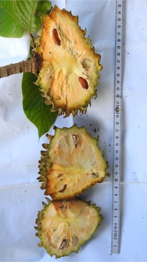 Annona purpurea