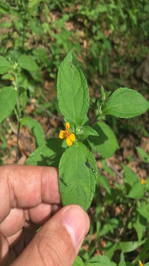Sclerocarpus phyllocephalus S.F. Blake