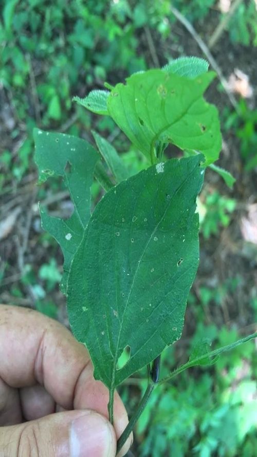 Sclerocarpus phyllocephalus S.F. Blake