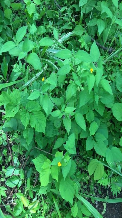 Sclerocarpus phyllocephalus S.F. Blake