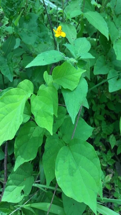 Sclerocarpus phyllocephalus S.F. Blake