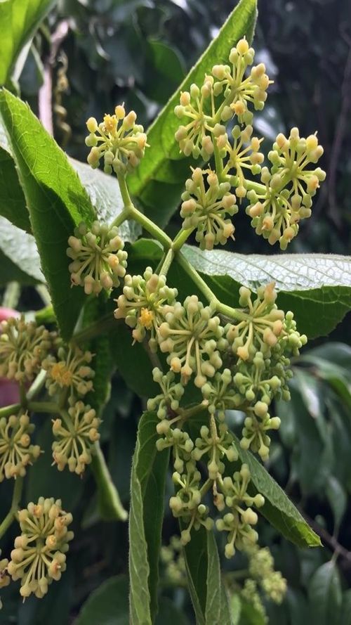 Cissus verticillata (L.) Nicolson & C.E. Jarvis