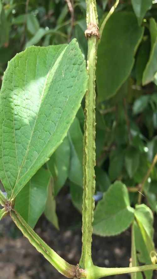 Cissus verticillata (L.) Nicolson & C.E. Jarvis