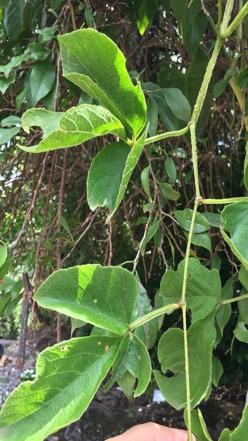 Cissus verticillata (L.) Nicolson & C.E. Jarvis