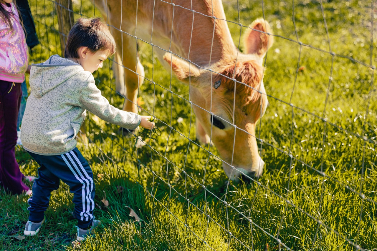 Petting zoo with adorable farm animals