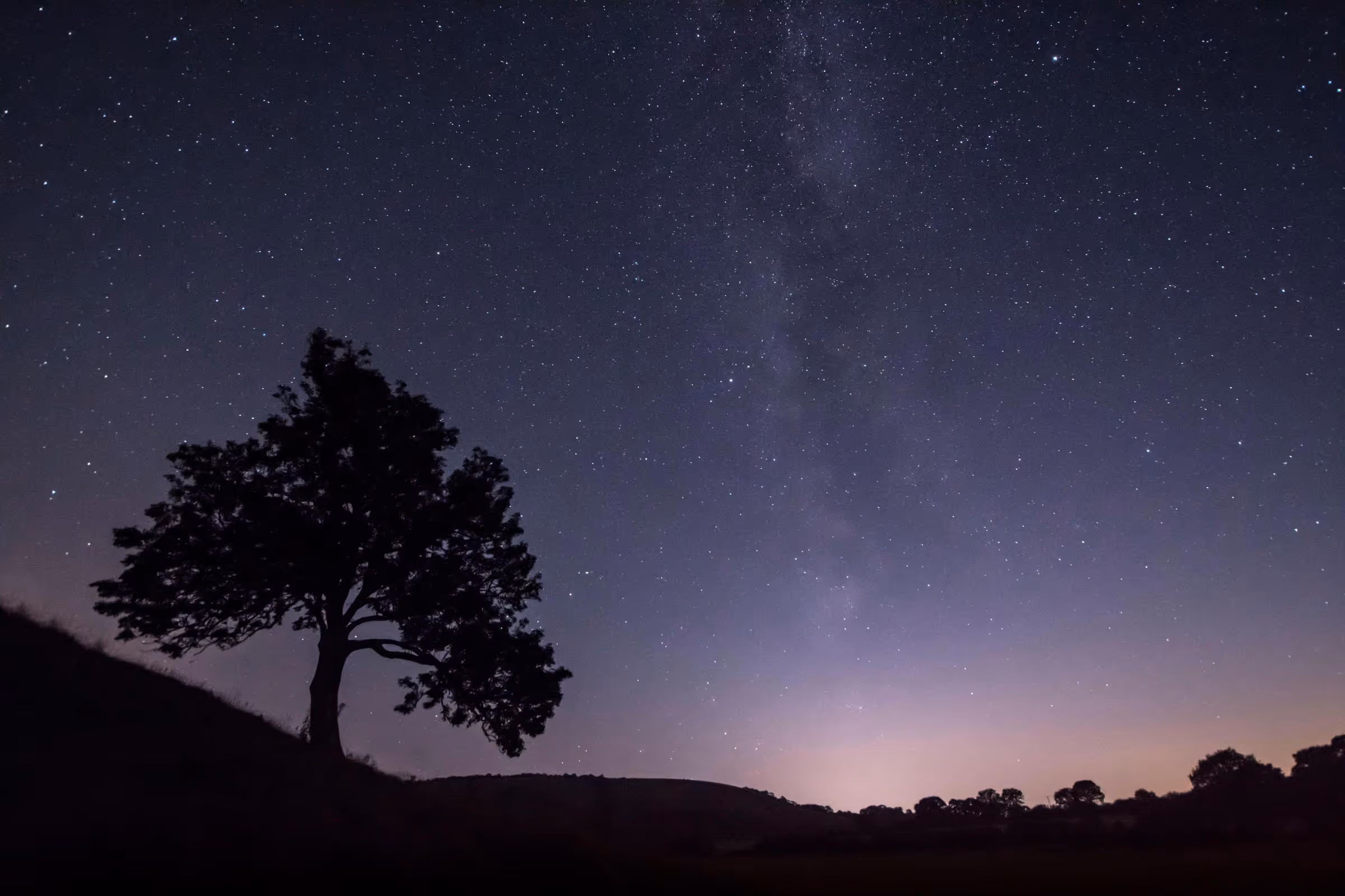 A lone tree stands in a field under a star-filled night sky.