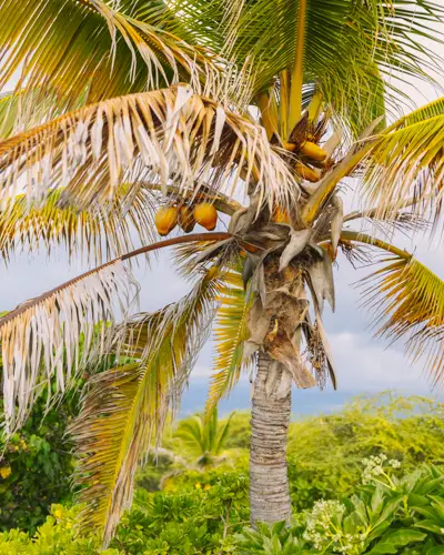 Close-up of a palm tree with coconuts and green foliage under a cloudy sky.