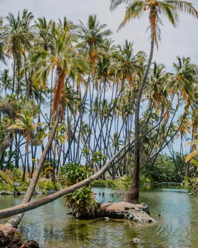 Tall palm trees surrounding a calm pond with a small rocky island in a tropical setting.