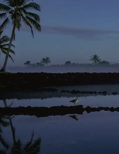 Calm water with a bird standing on a rock at dusk, palm trees silhouetted against a darkening sky.