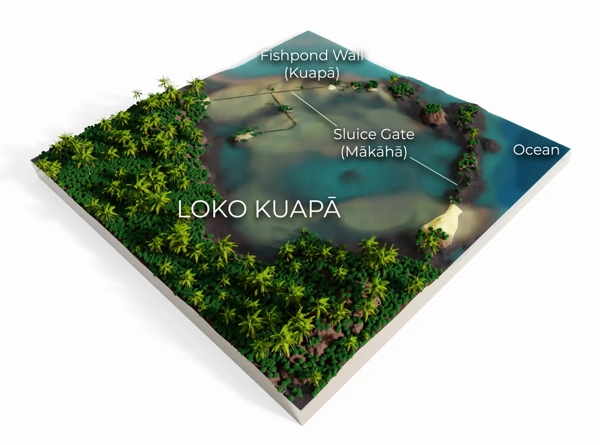 Loko Kuapa illustration