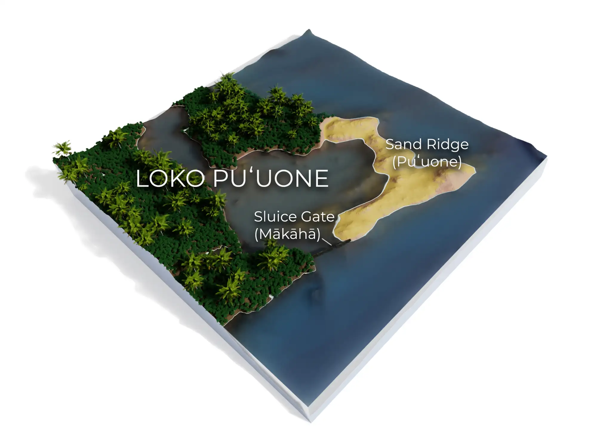 Loko Puuone illustration