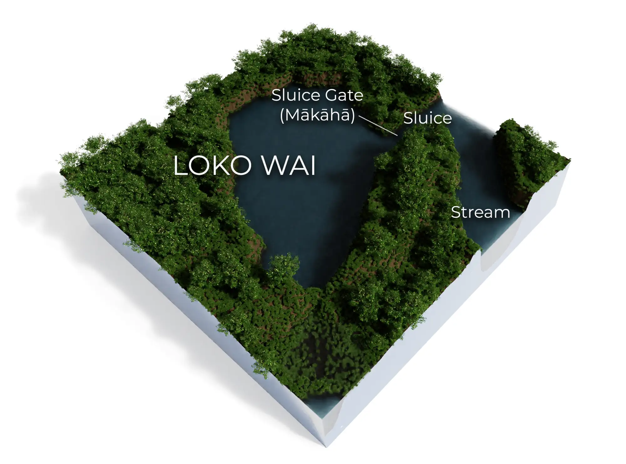 loko wai illustration