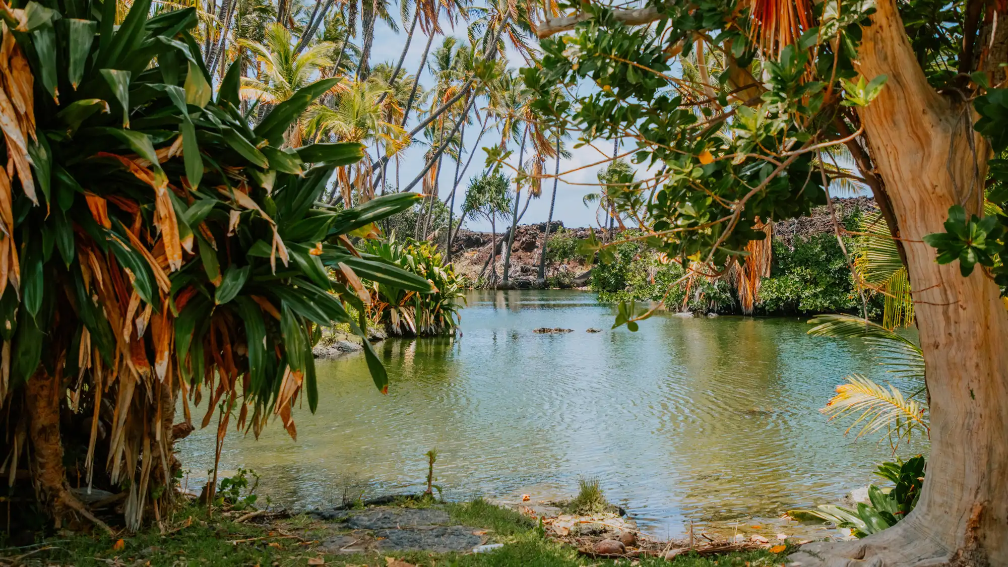 kiholo pond