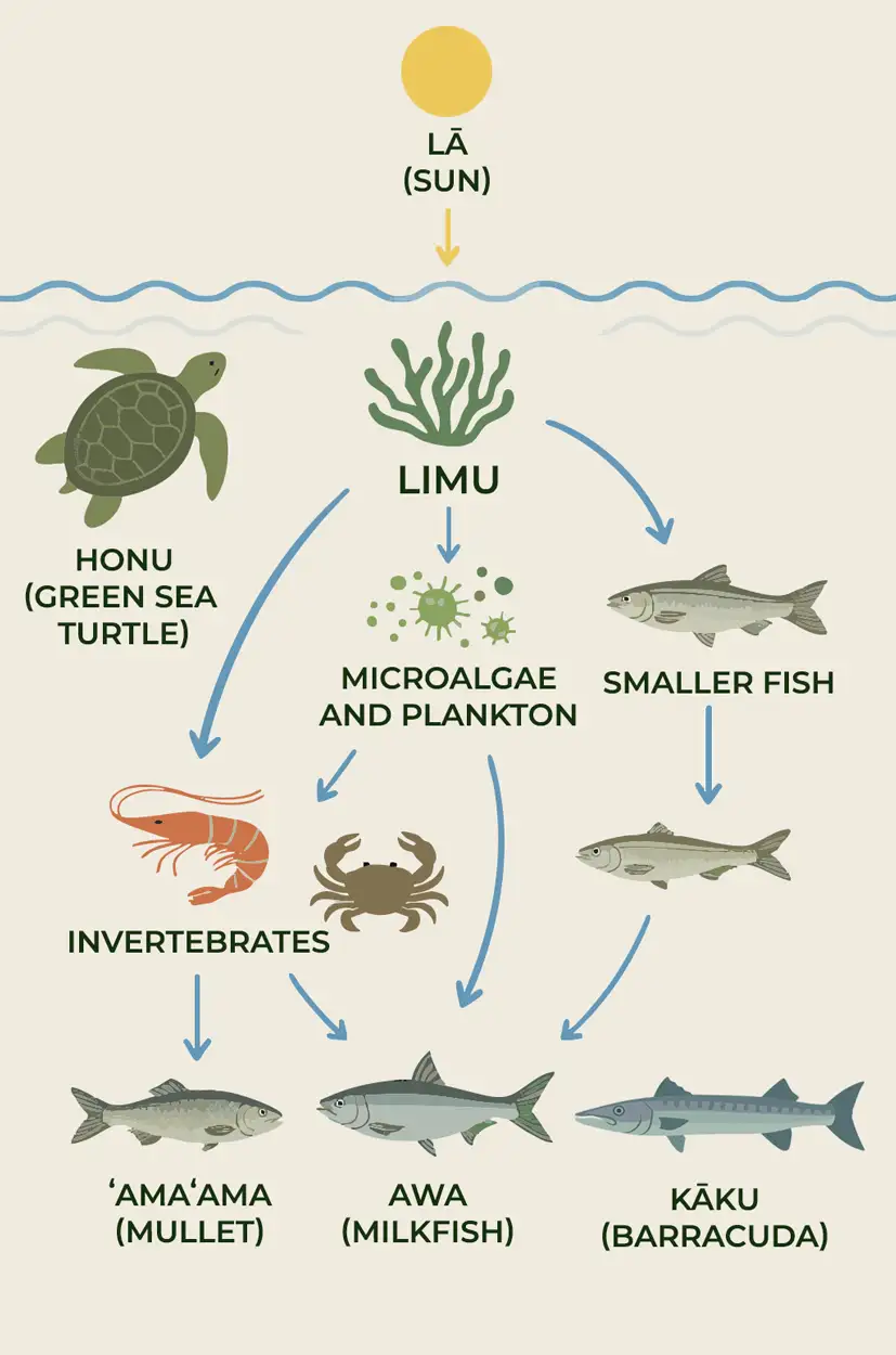 food web illustration