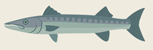 kaku (barracuda)