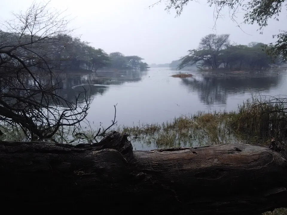 Calm lake surrounded by trees with a large fallen log in the foreground.