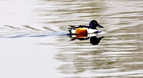 Northern Shoveler duck swimming on calm water with its reflection visible.