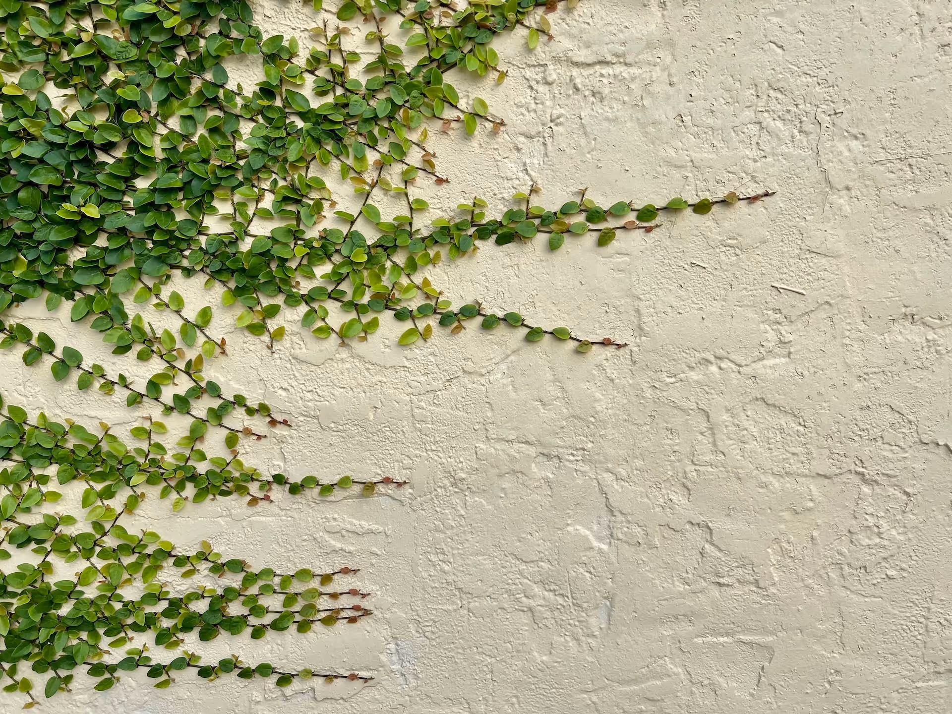 Green creeping vine with small leaves spreading across a textured off-white wall.