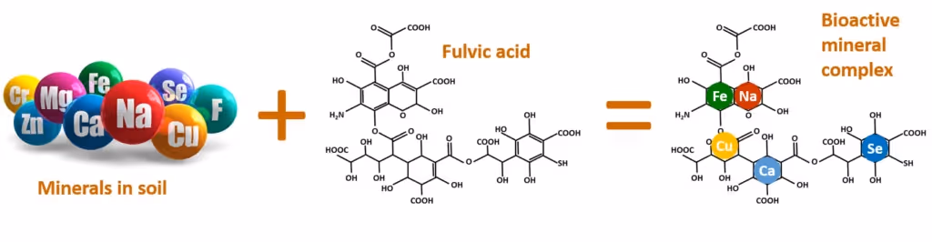 Infographic van het fulvinezuur molecuul
