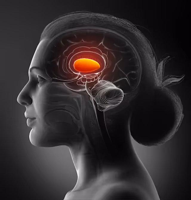 Illustratie van hoofd van binnen