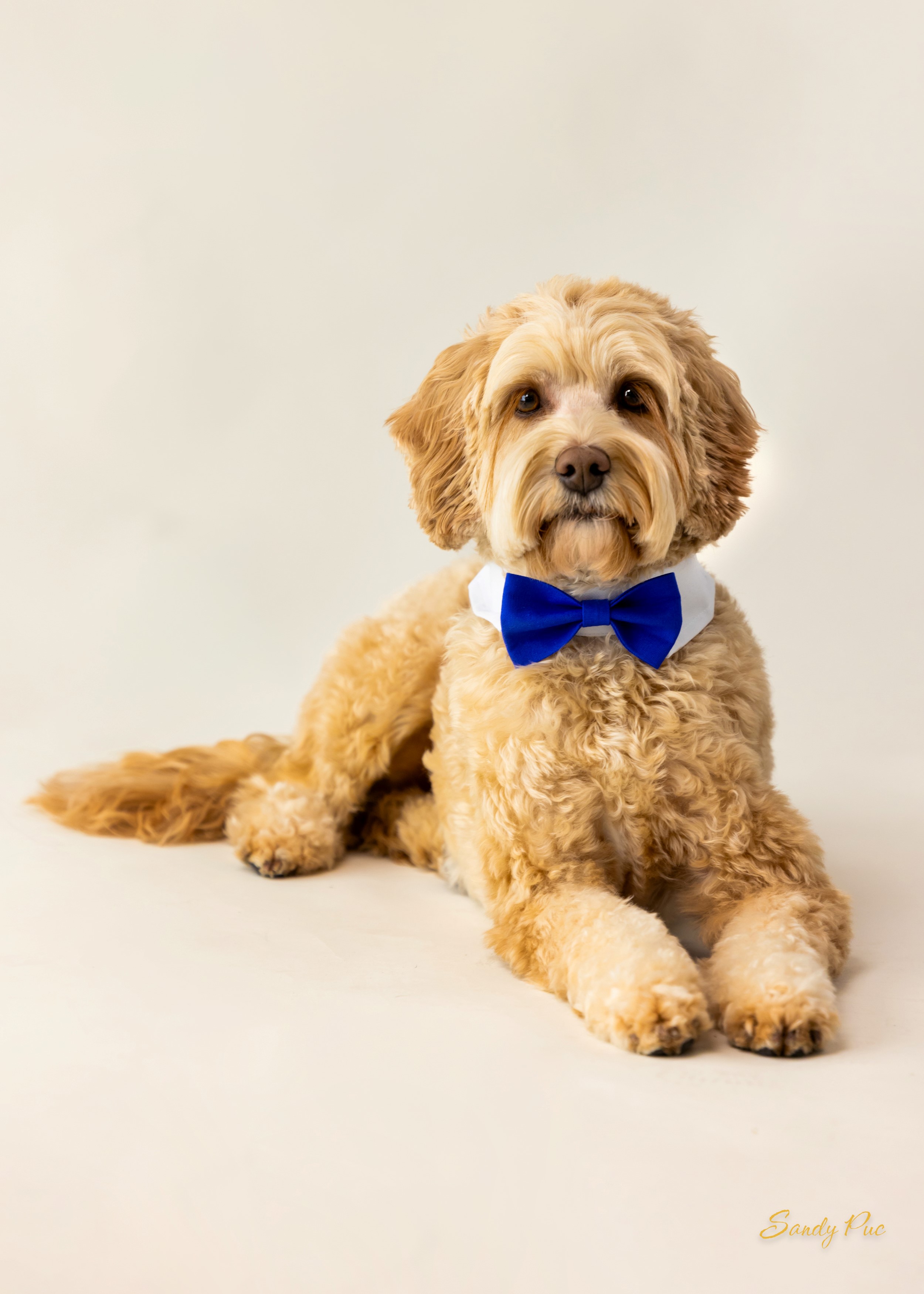 Charlie Service Animal