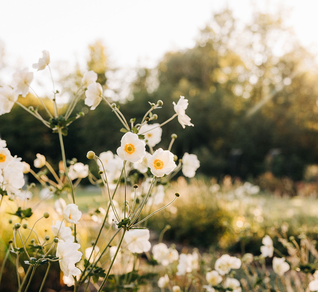 Spring flowers in the hotel park of the Deltapark Vitalresort