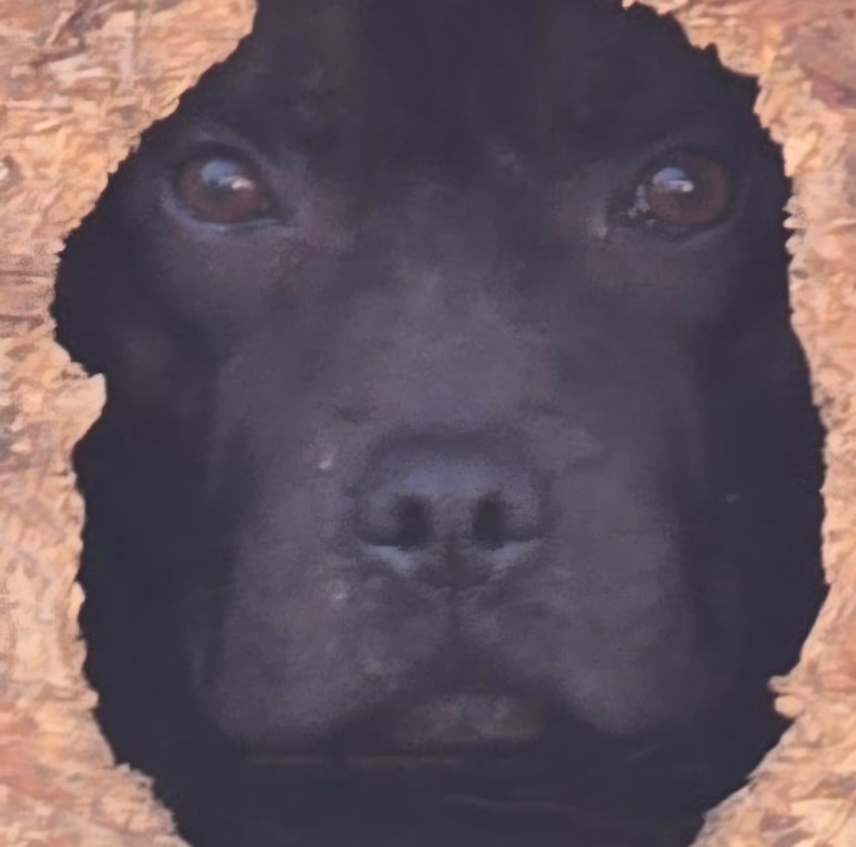 Cerberos Pit Bull Rescue logo