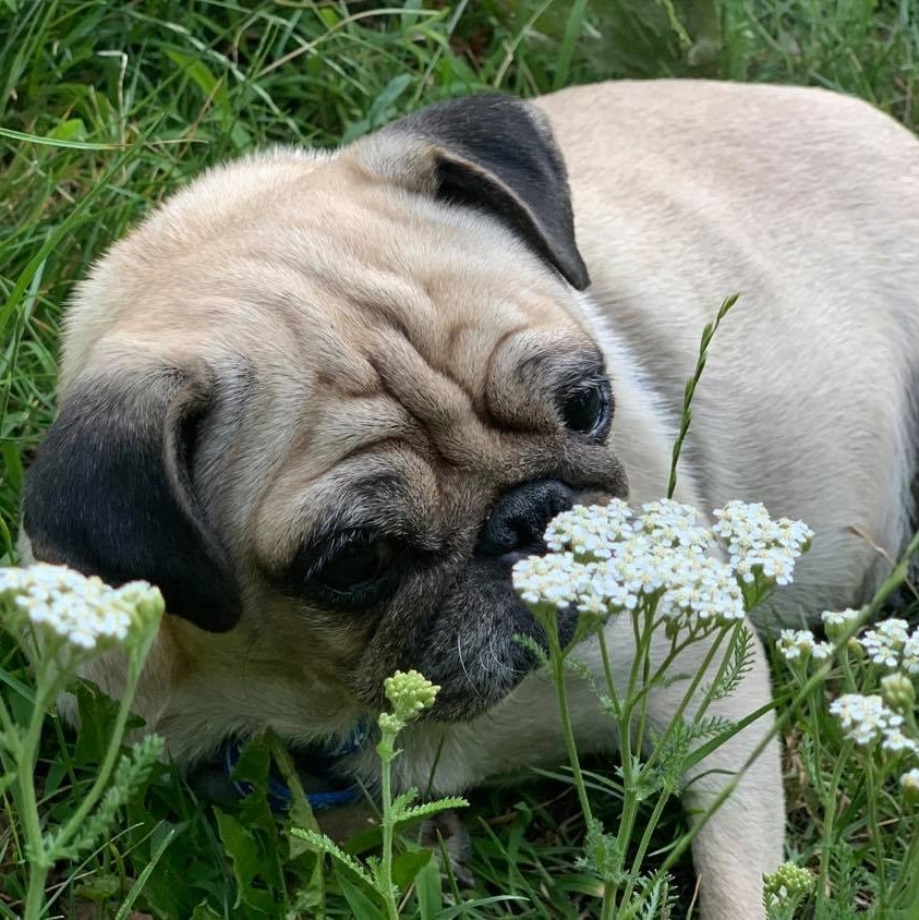 Második Esély Mopszmentő Egyesület logo
