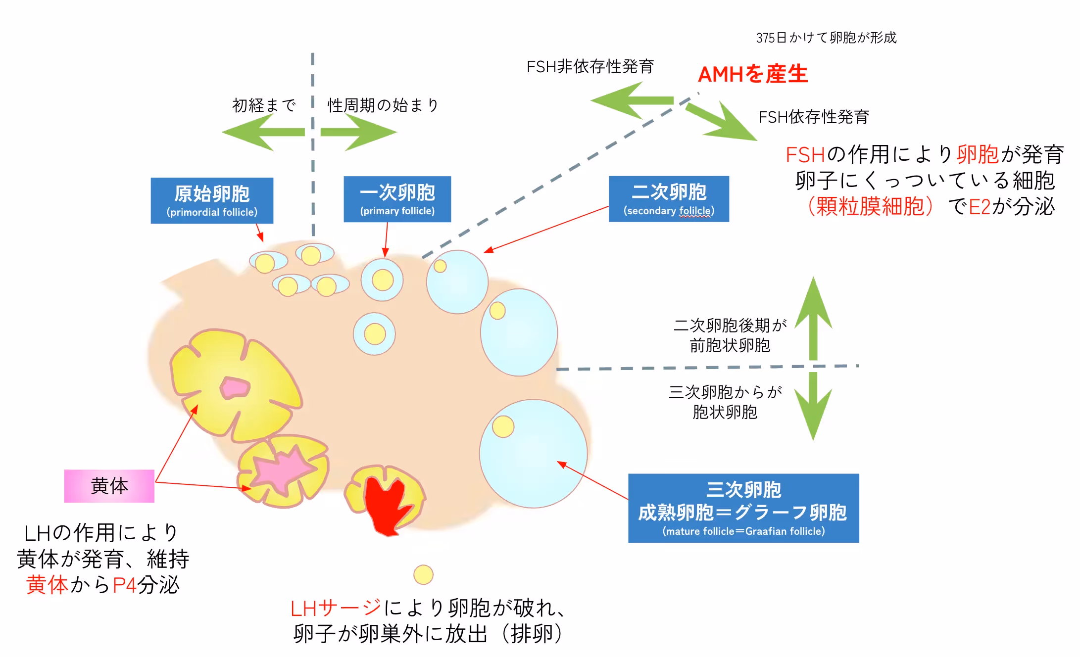 女性の体とAMH