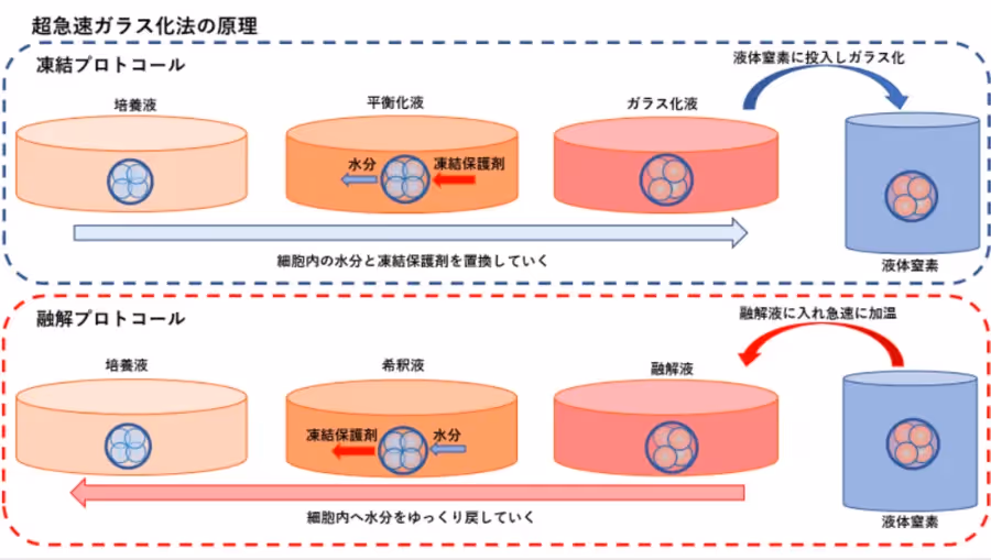 受精卵の融解