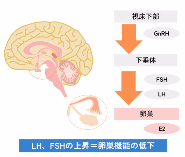 LH、FSHの上昇=卵巣機能の低下