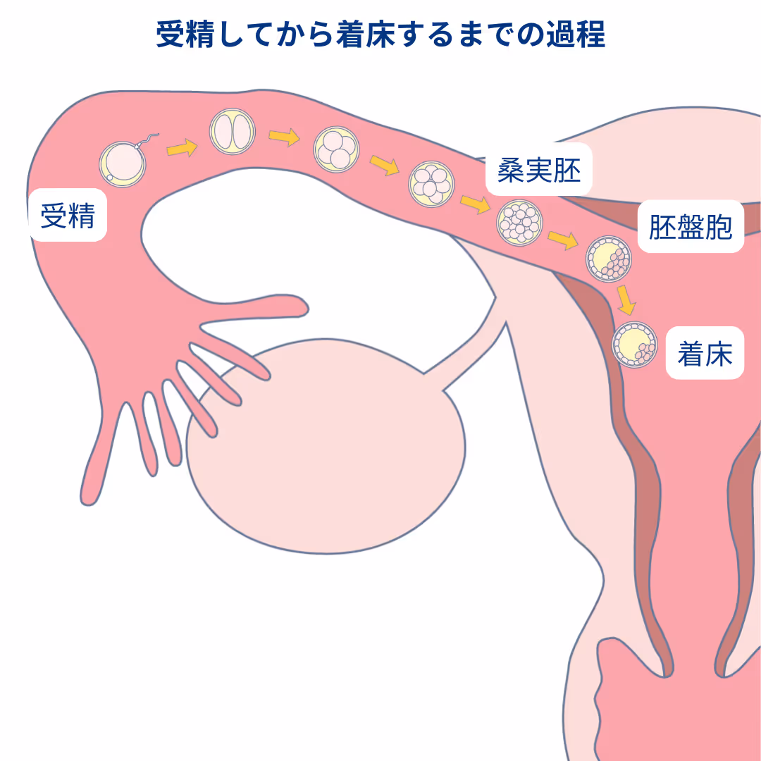 受精してから着床するまでの過程