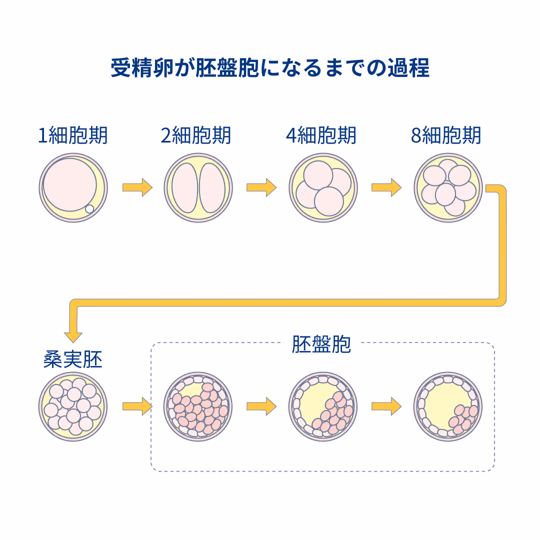 受精卵が胚盤胞になるまでの過程