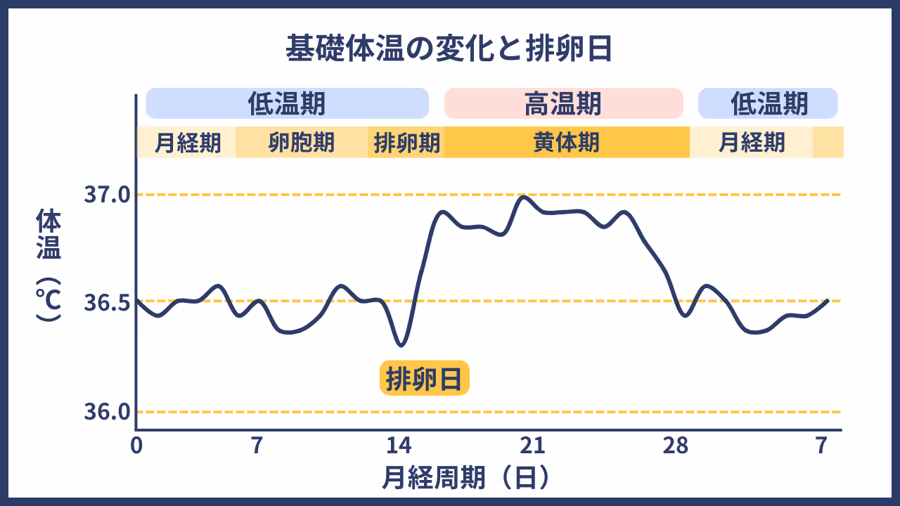基礎体温の変化と排卵日