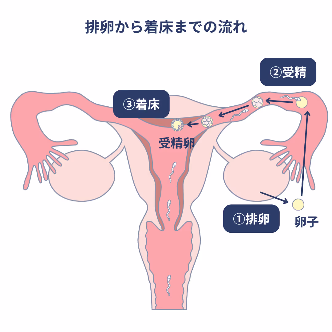 排卵から着床までの流れ