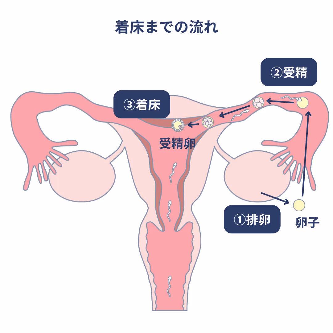 着床までの流れ