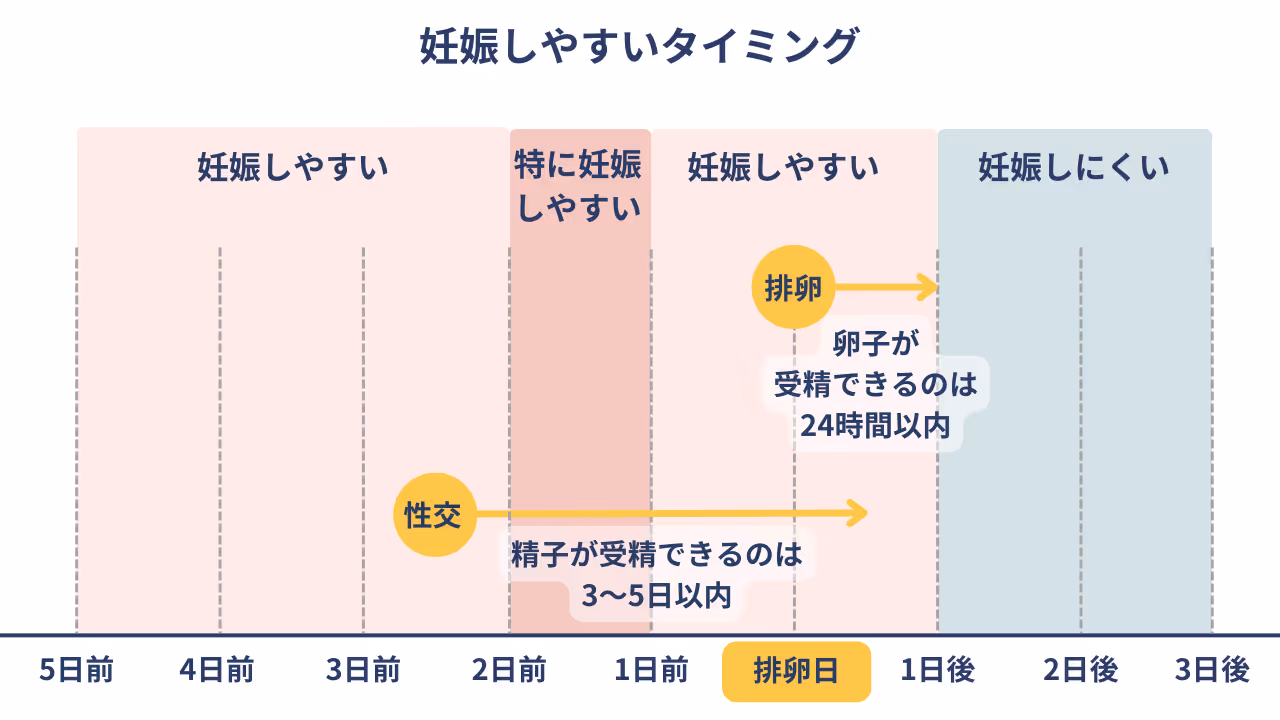 妊娠しやすいタミング