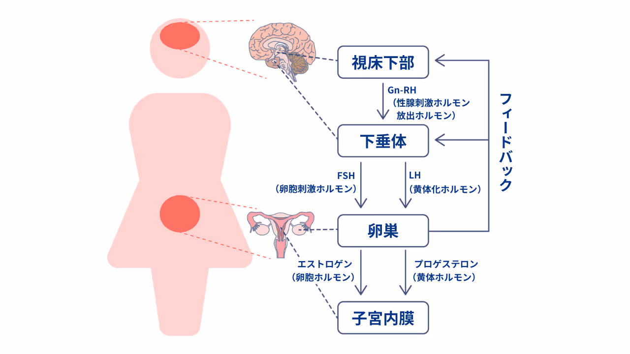 女性ホルモンの種類と働き
