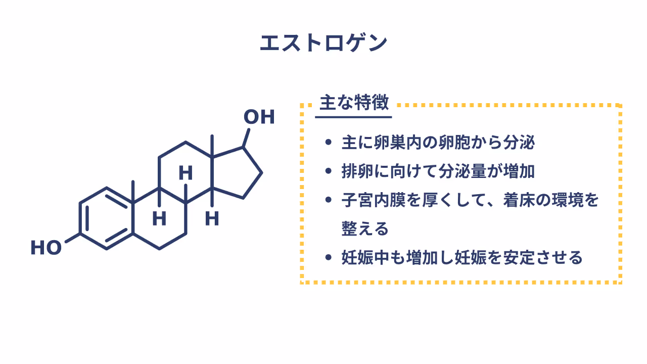 エストロゲンの主な特徴