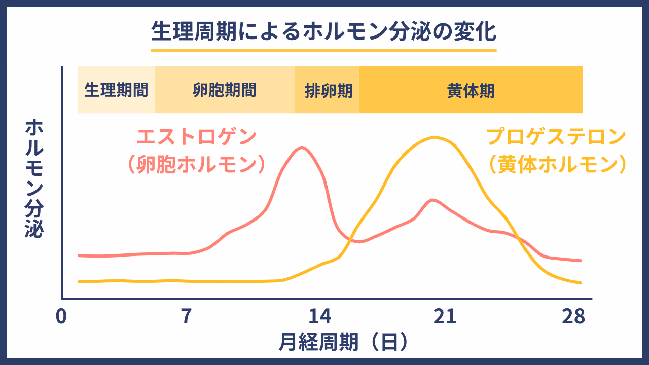 生理周期によるホルモン分泌の変化