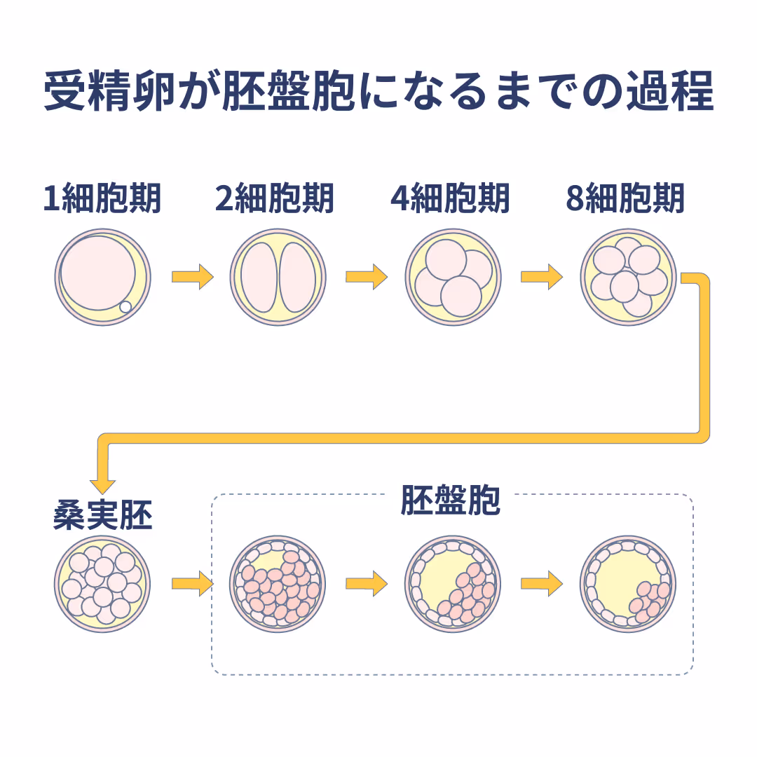 受精卵が胚盤胞になるまでの過程