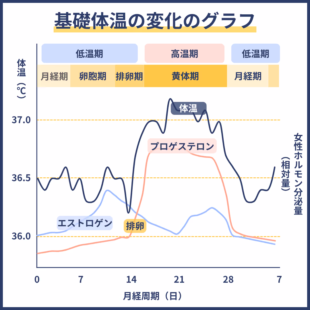 基礎体温の変化のグラフ
