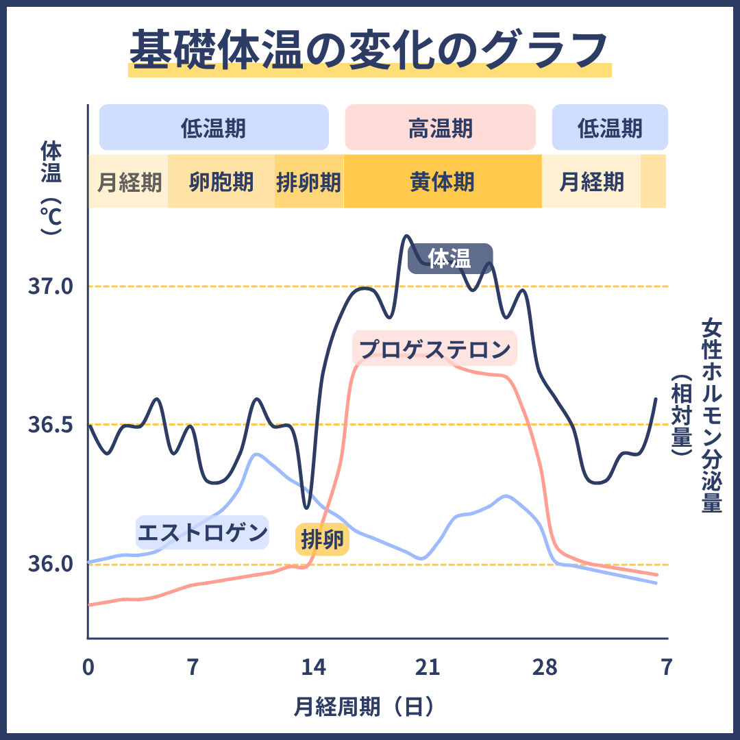 基礎体温の変化のグラフ