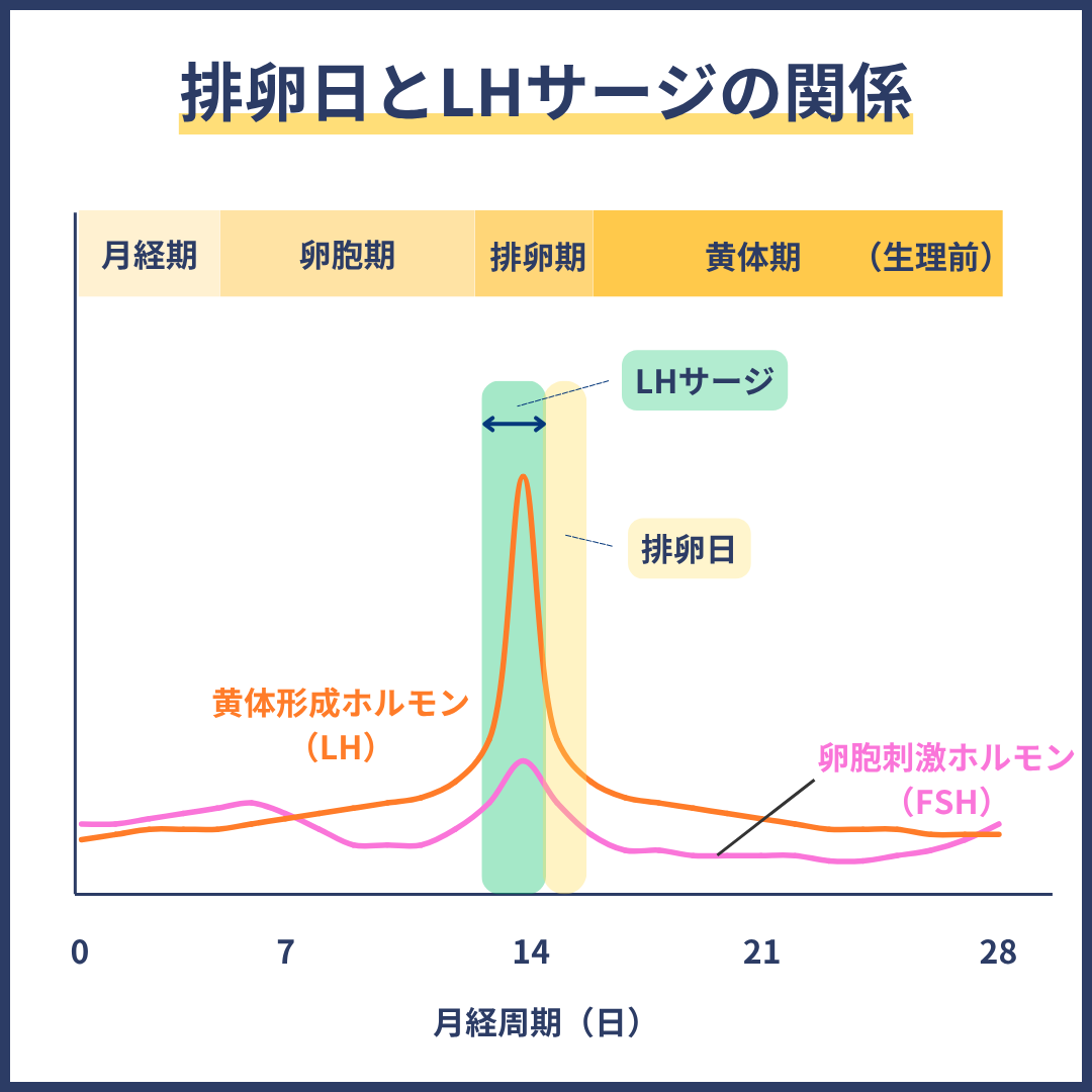 排卵日とLHサージの関係